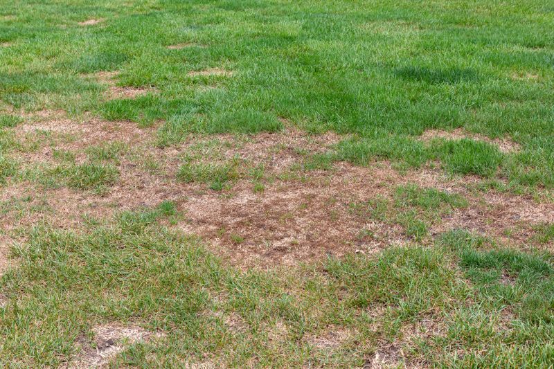 Lawn Damage from Pests