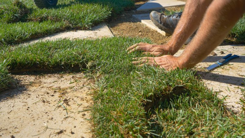 Summer Lawn Repair