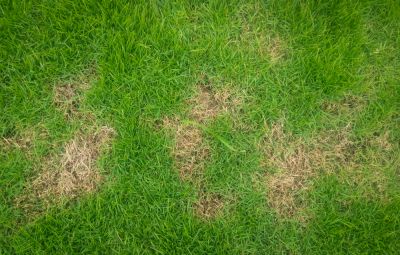 Repair Patches in Your Lawn!